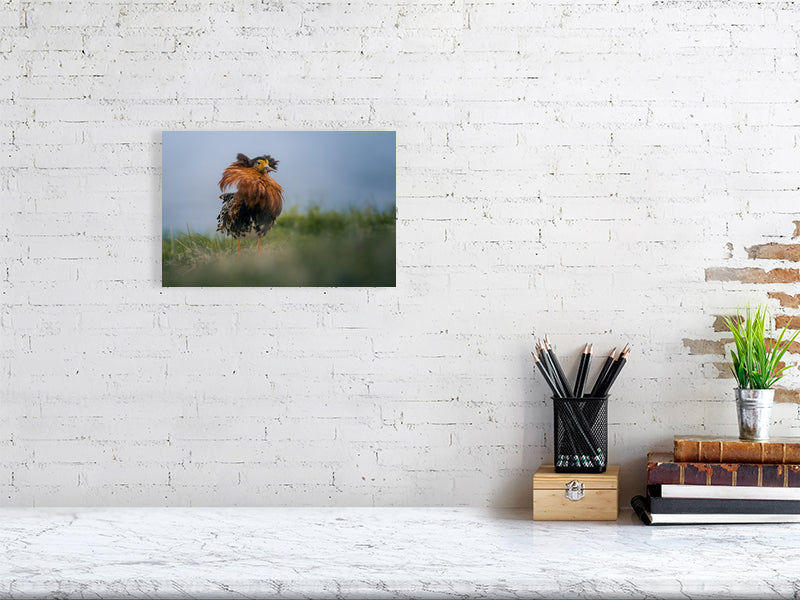 Small ruff picture on a white brick wall.