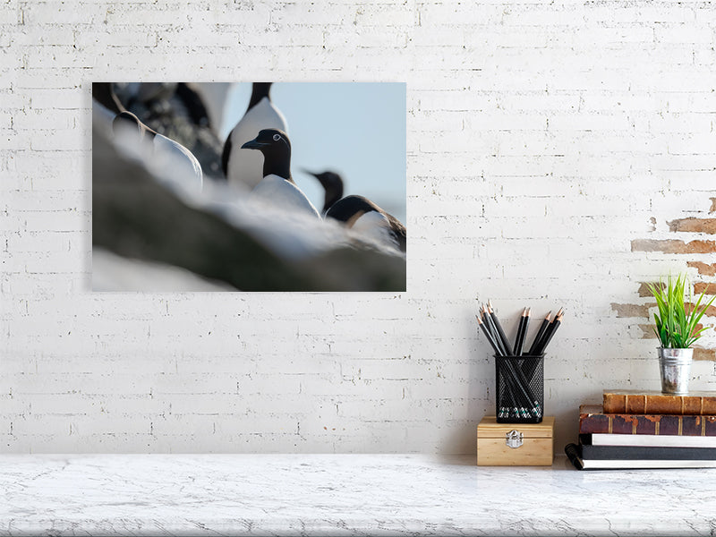 Common murre print hanging on a white brick wall.