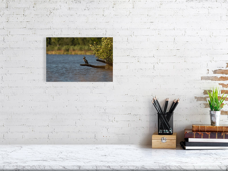 Cormorant print hanging on a white brick wall