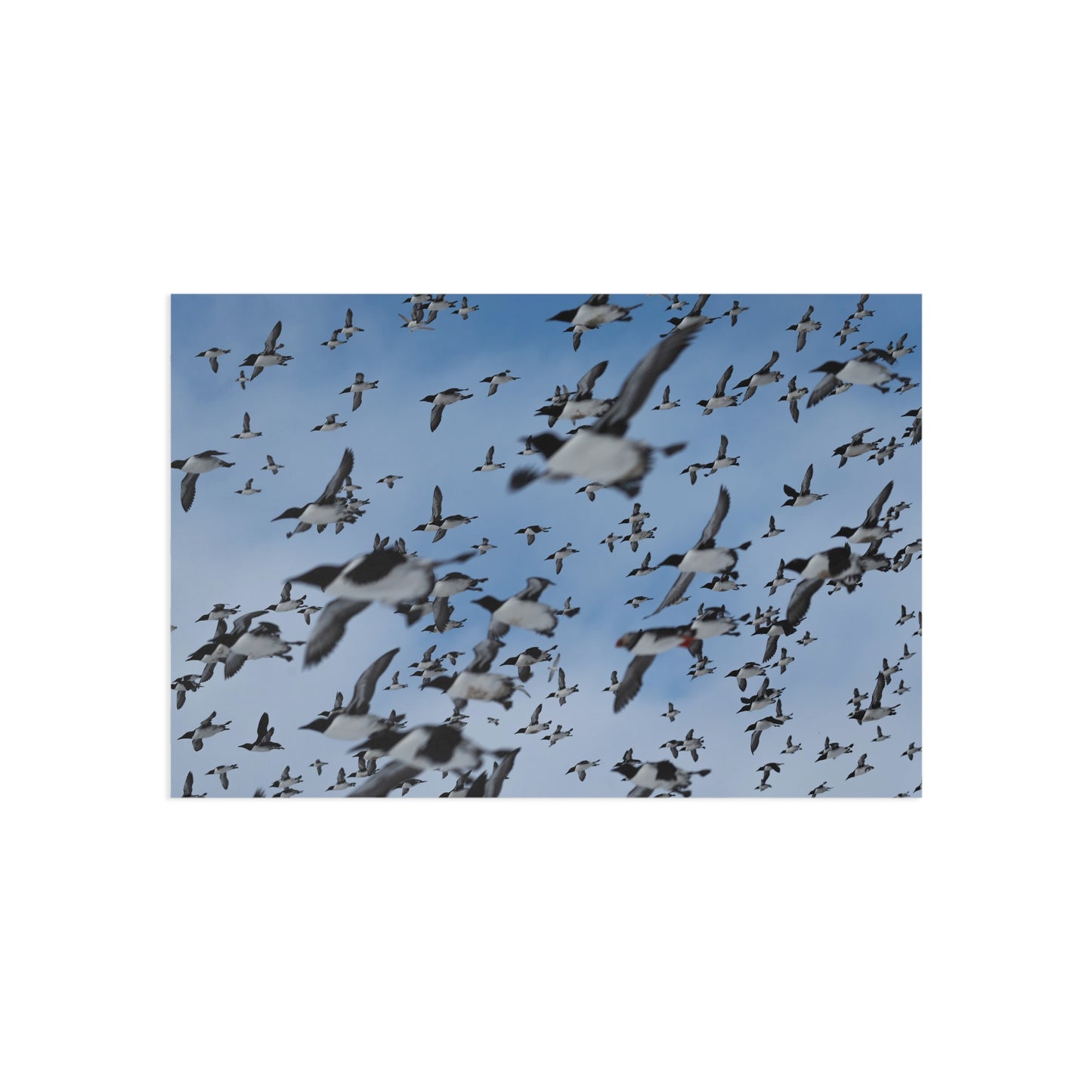 Lots of auks (black and white seabirds) flying across the sky. Picture is printed as a post-card.