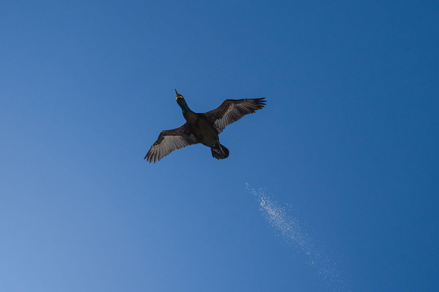 European shag in flight photographed from below, blue sky above, some snow falling of his feat as if he's pooping