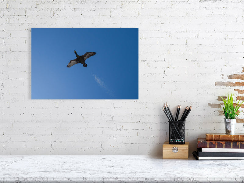 Shag print (30x45cm) on a white brick wall.