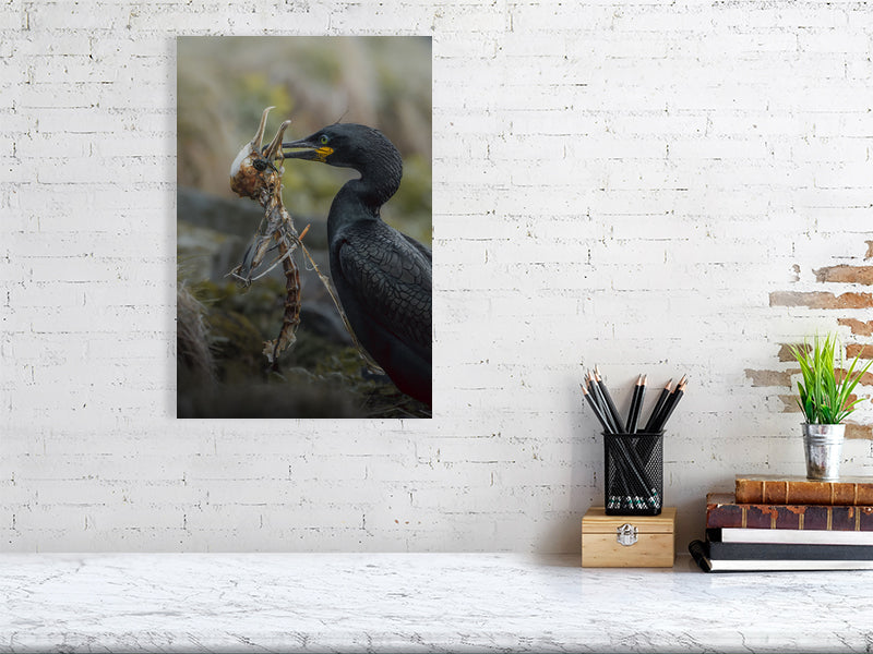 Print of a cormorant with a skeleton in his beak, hanging on a white brick wall