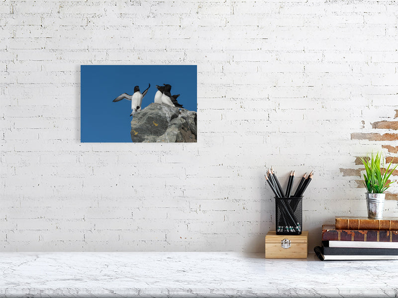 Razorbill image (20x30) on a brick wall