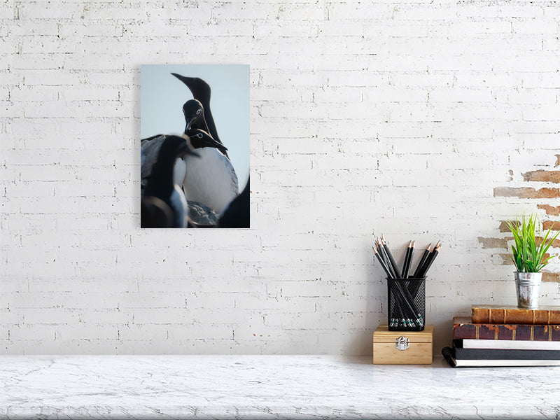 Common murre print hanging on a white brick wall