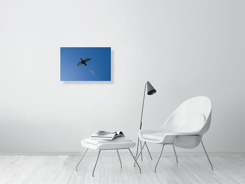 Shag print (60x40cm) on a white wall.