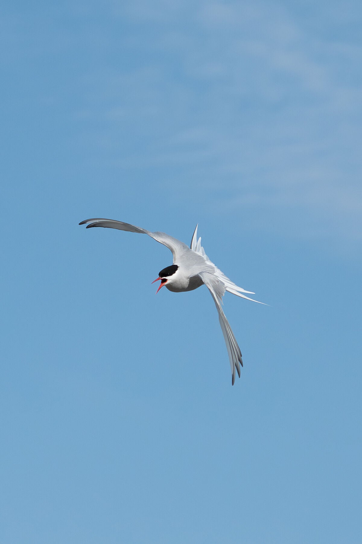 Arctic tern in flight, its red beak wide open. The tern has a white/light gray body, black band on top of the head, and sharp red beak.
