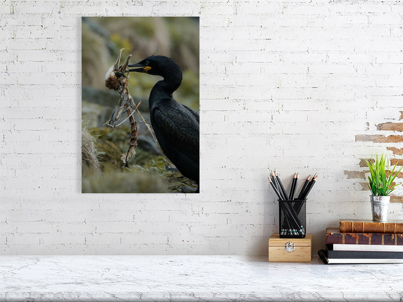 White brick wall with a print of the shag holding a skeleton of another shag