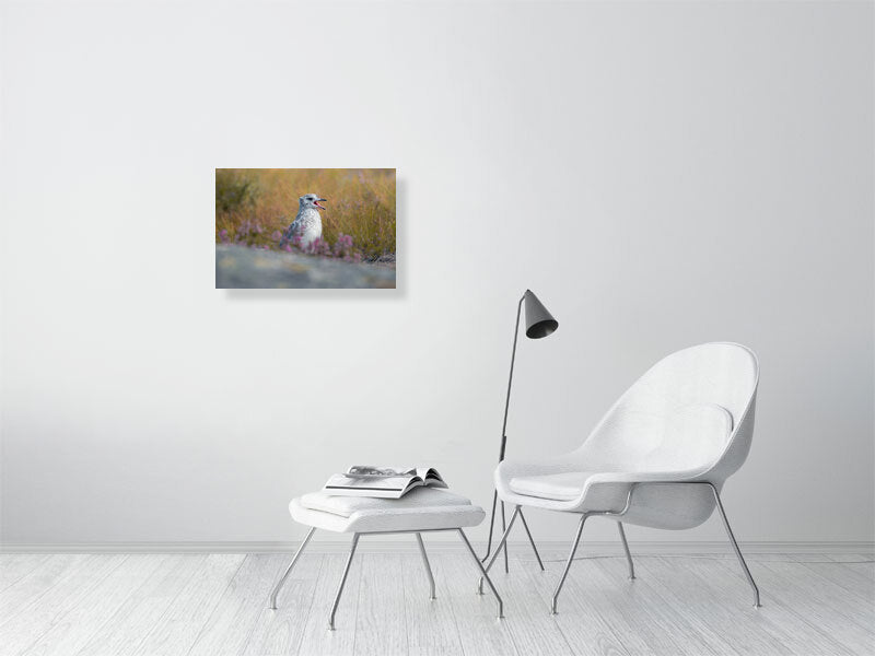 Common gull chick print hanging on a white wall