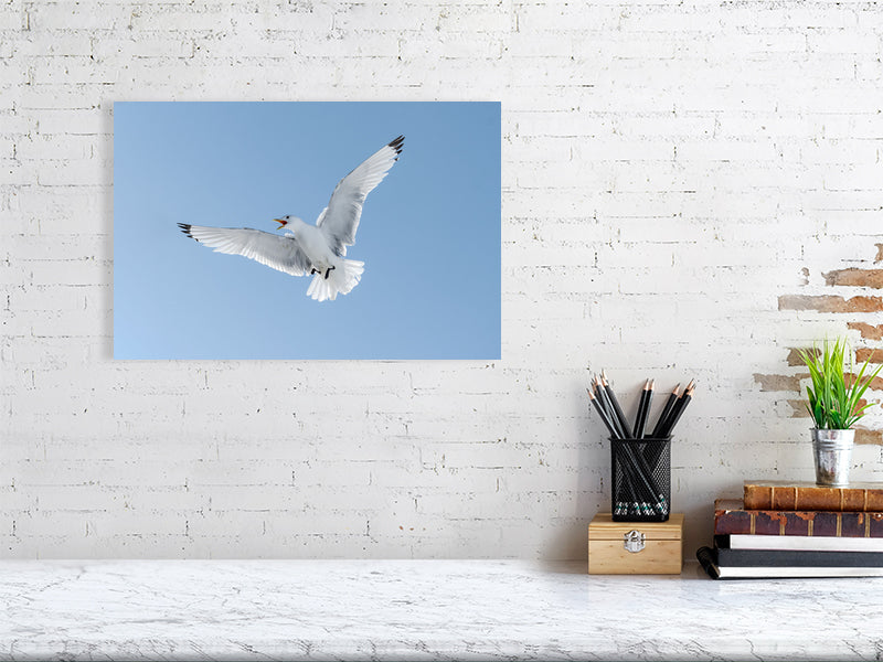 Black legged kittiwake print on a white brick wall.