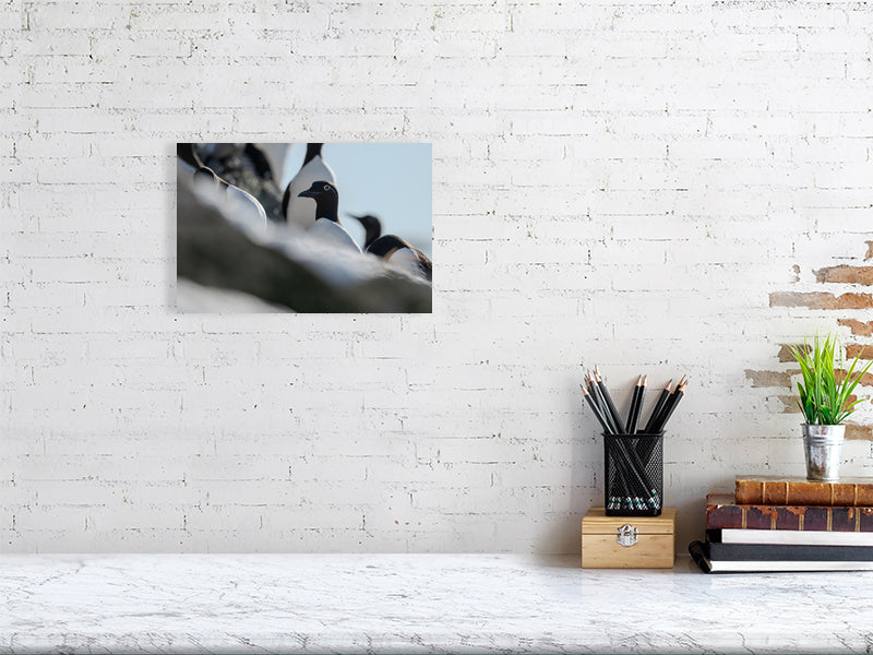 Common murre print hanging on a white brick wall.