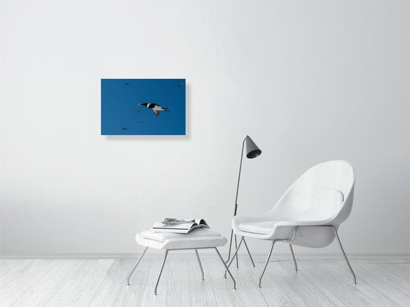 Common murre print hanging on a white wall
