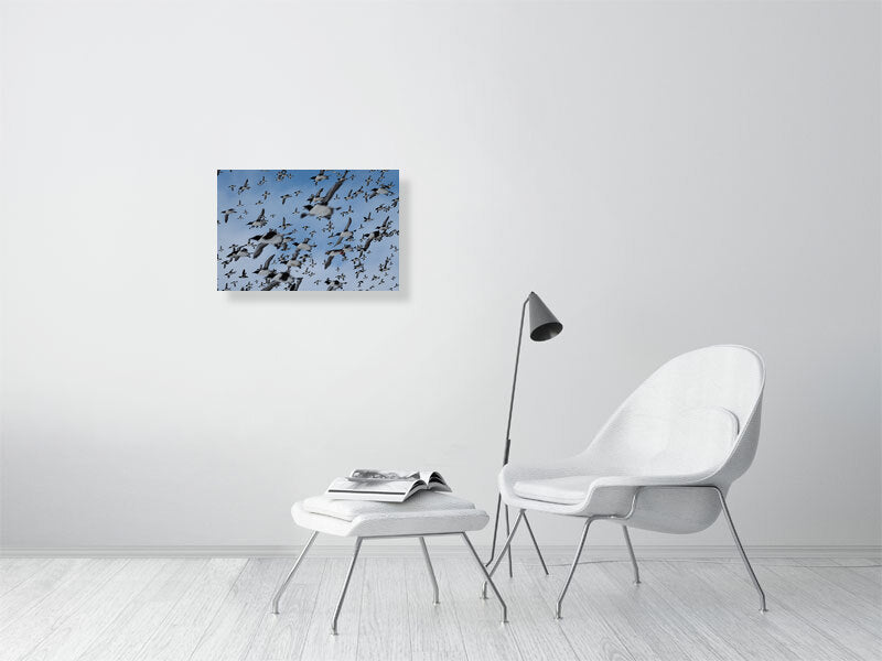 Auks in flight, print hanging on a white brick wall