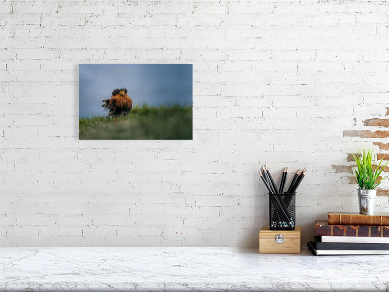 Ruff portrait on wall