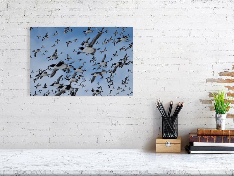 Auks in flight, print hanging on a white brick wall