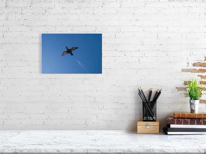 Shag print (20x30cm) on a white brick wall.