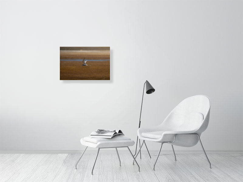 Print of an arctic tern, hanging on a white brick wall.