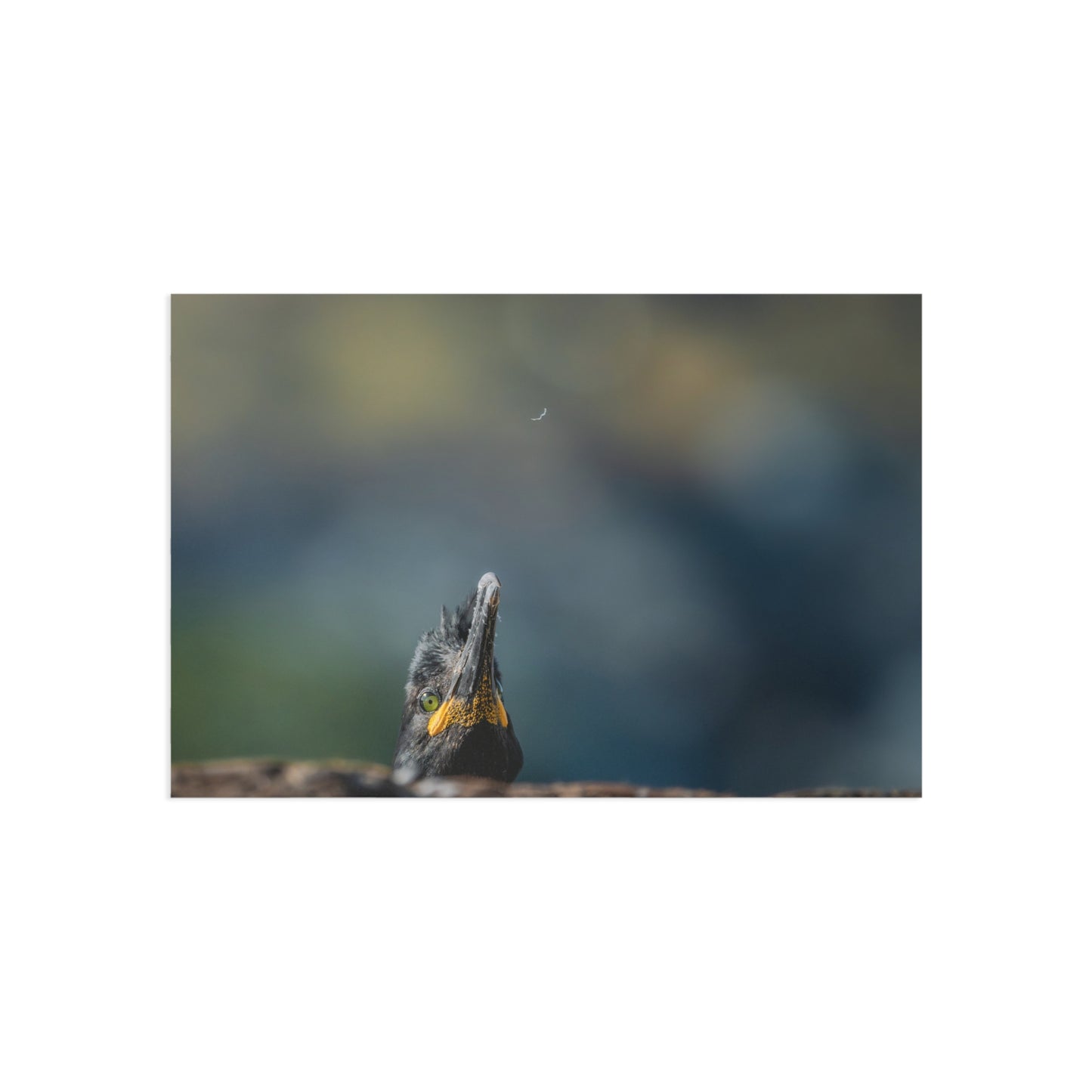 European shag peeping from behind a rock