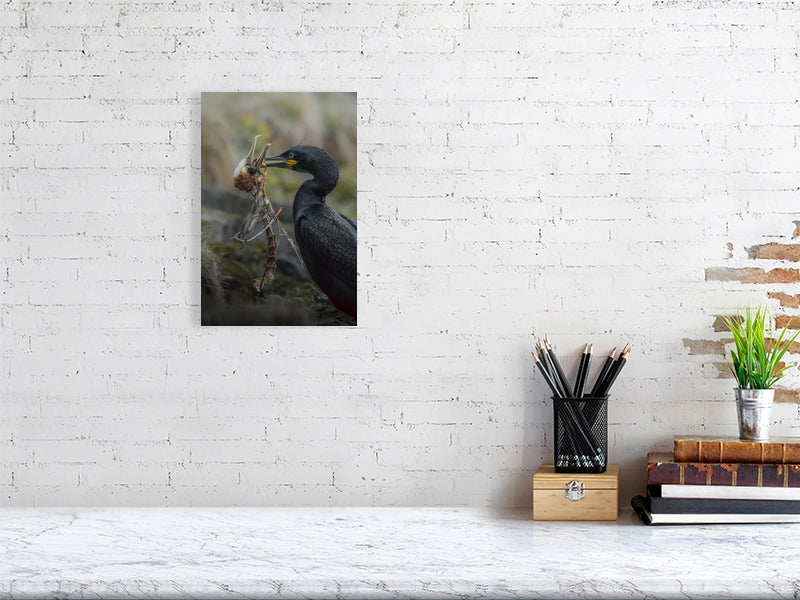 Print of a cormorant with a skeleton in his beak, hanging on a white brick wall