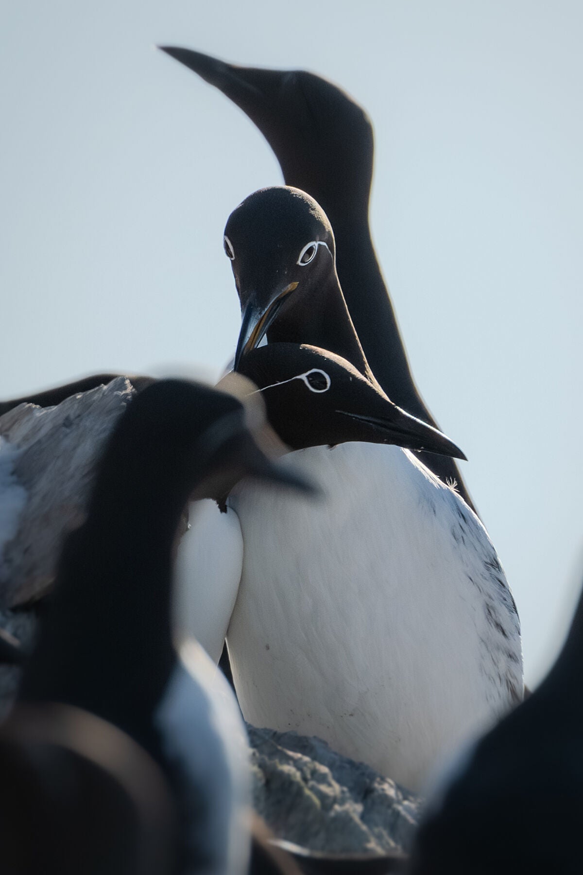 Telezoom portrait of two common murres cuddling and preening eachother, with murres blurred out in the foreground and background