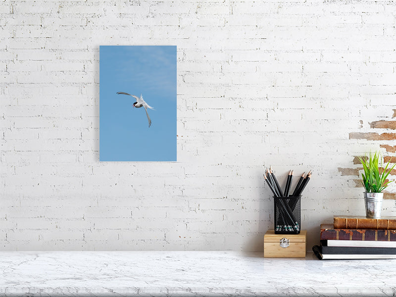 Tern in flight print on a white brick wall