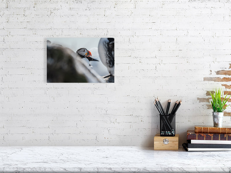 Puffin photograph hanging on a white brick wall
