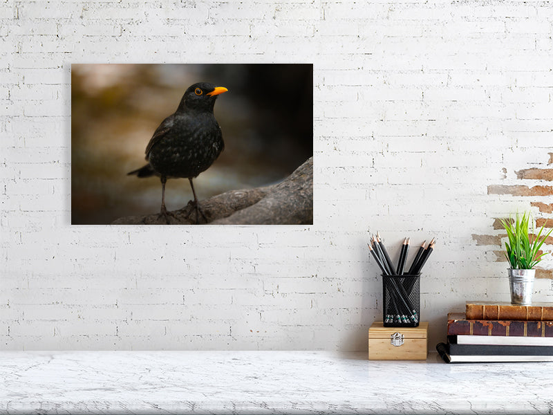 30x45cm print of a black bird hanging on a wall