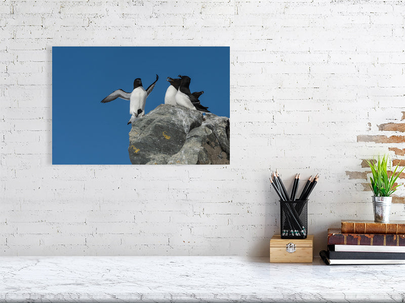 Razorbill image (30x45) on a brick wall