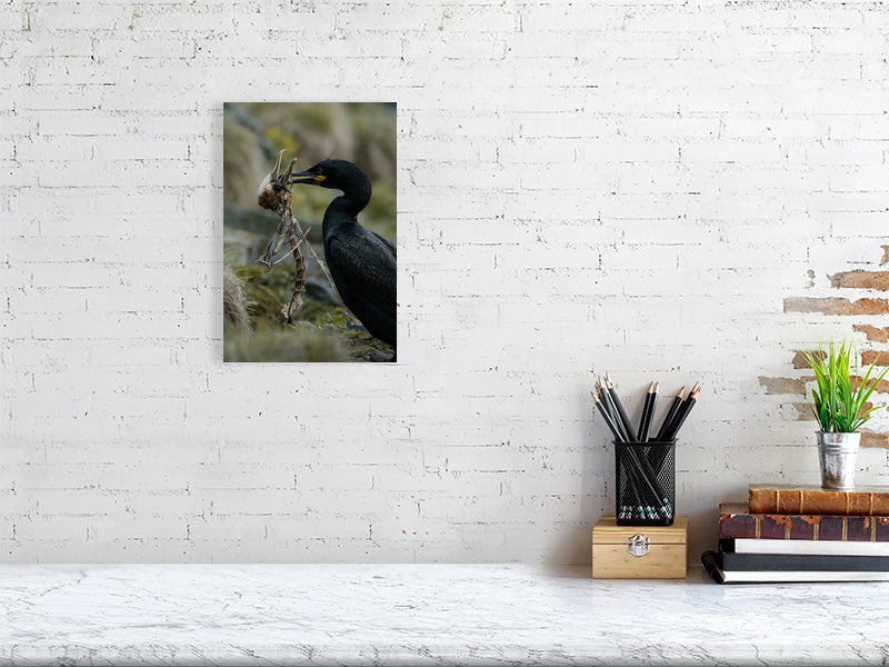 White brick wall with a print of the shag holding a skeleton of another shag