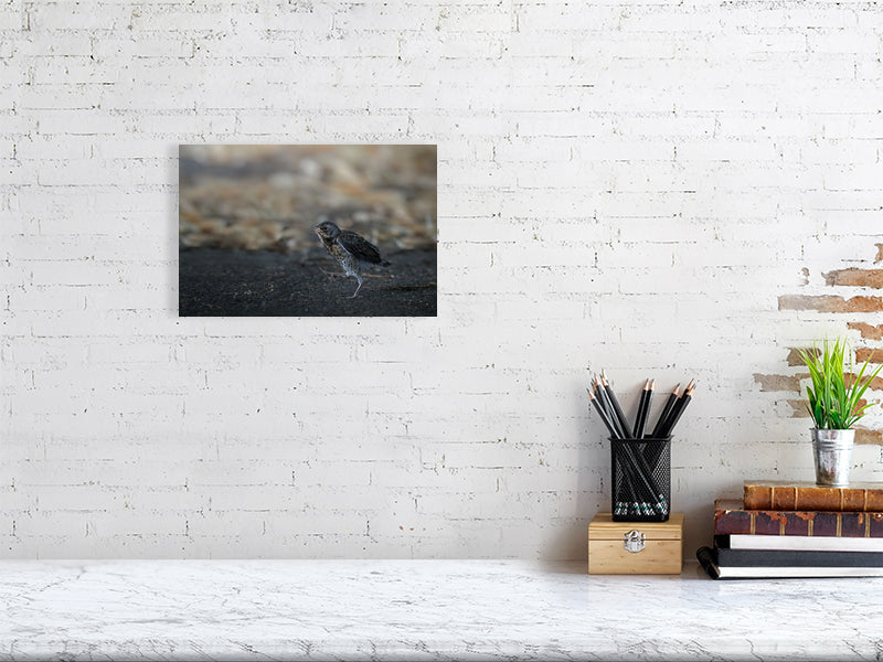 Walking juvenile fieldfare print (20x30cm) on a white brick wall.