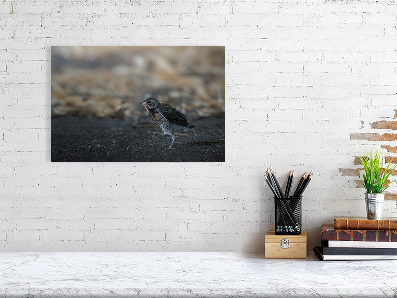Walking juvenile fieldfare print (30x45cm) on a white brick wall.