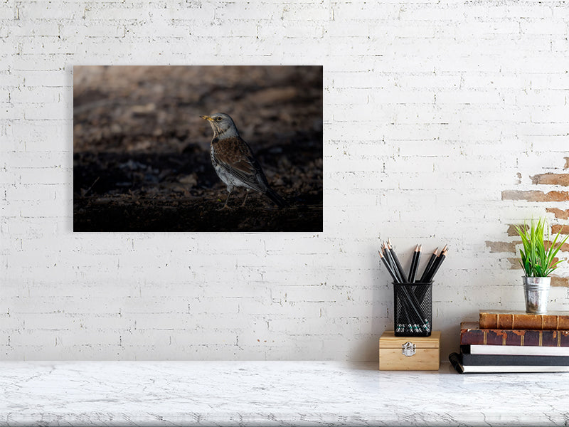 Adult foraging fieldfare print (30x45cm), hanging on a white wall