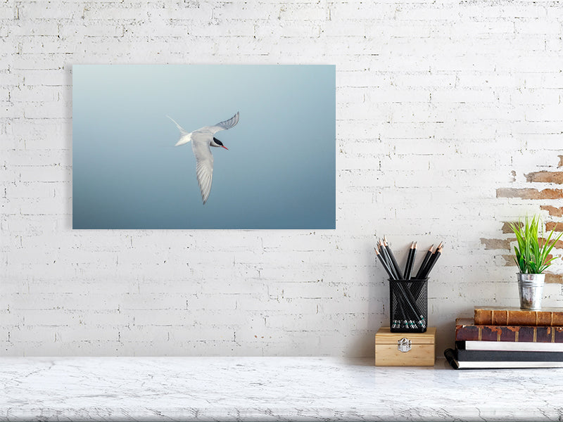 Arctic tern in flight, print hanging on a white brick wall.