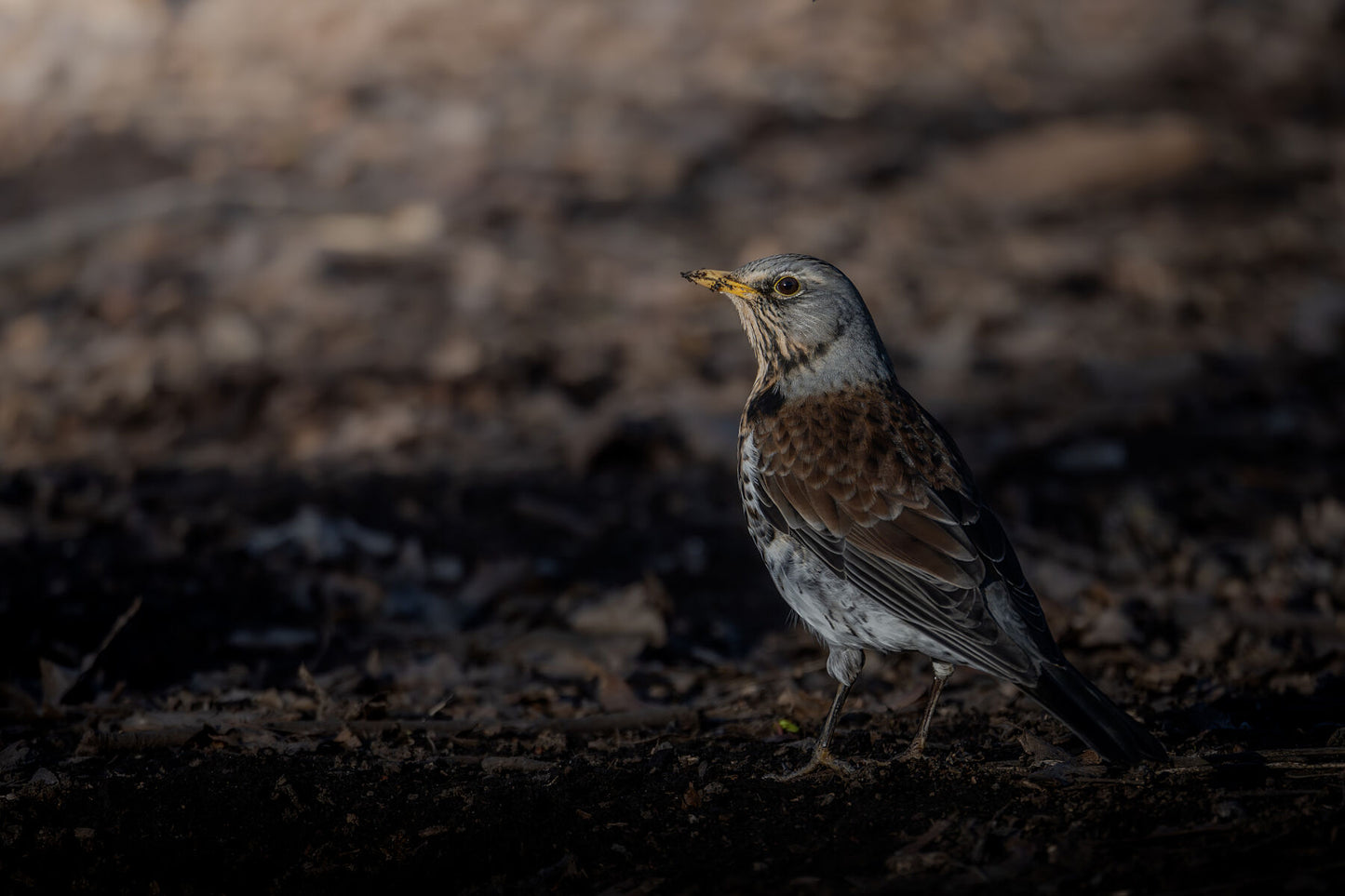 Adult fieldfare standing in the mud, looking towards the left of the frame, with some mud stuck on the beak.