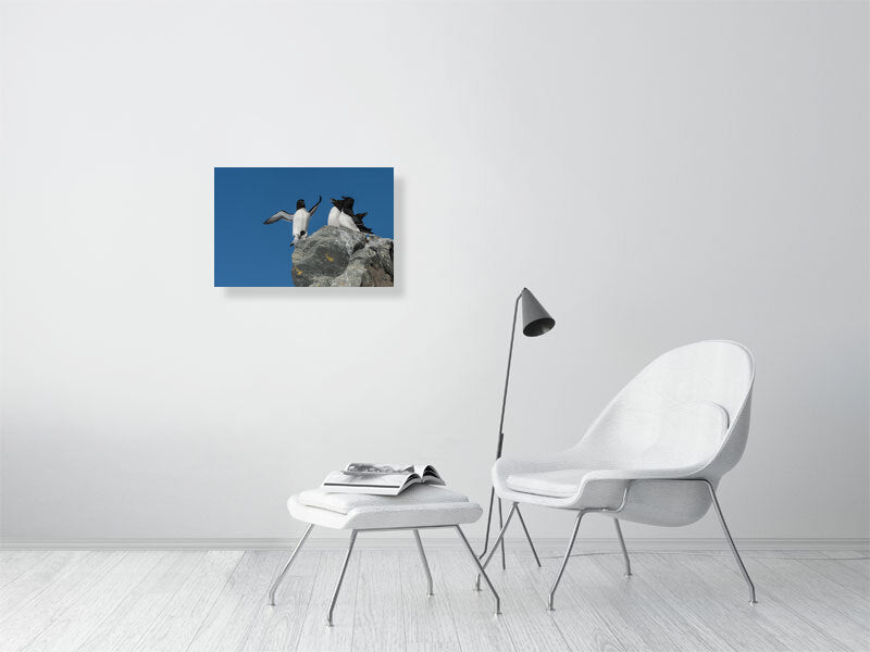 Razorbill image (40x60) on a wall