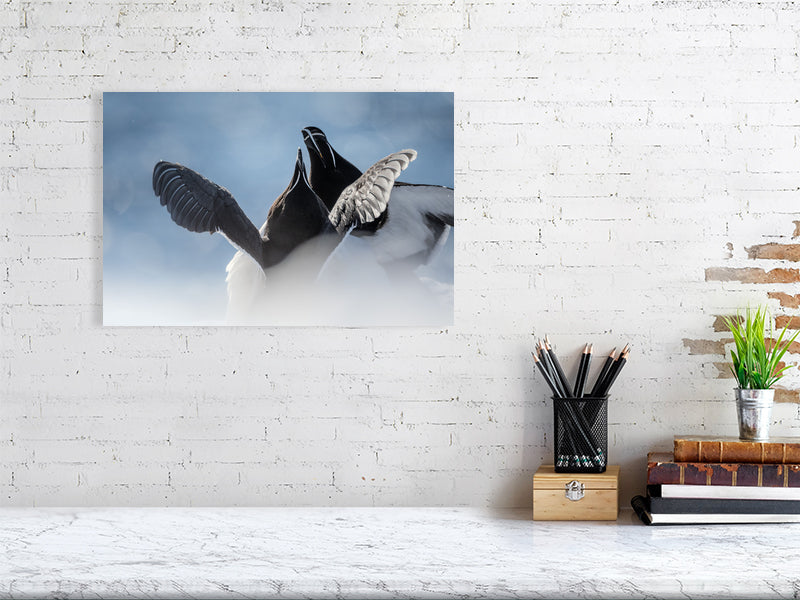 Razorbill print hanging on a white brick wall