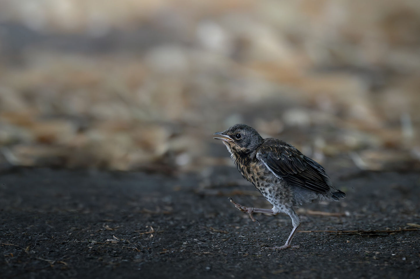 Juvenile fieldfare on the asphalt, with leaves in the background, taking a big step forward.