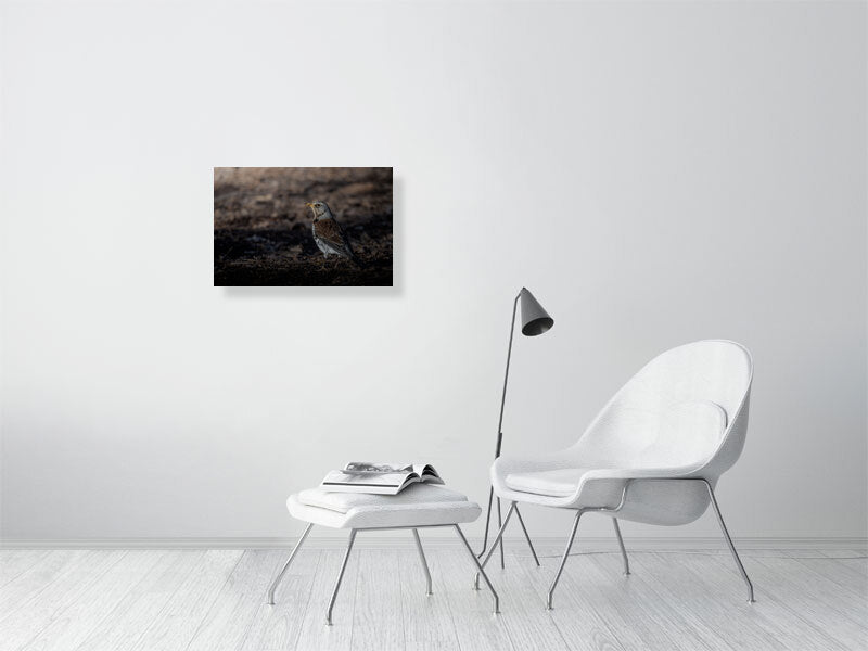 Adult foraging fieldfare print (40x60cm), hanging on a white wall