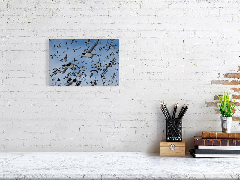 Auks in flight, print hanging on a white brick wall