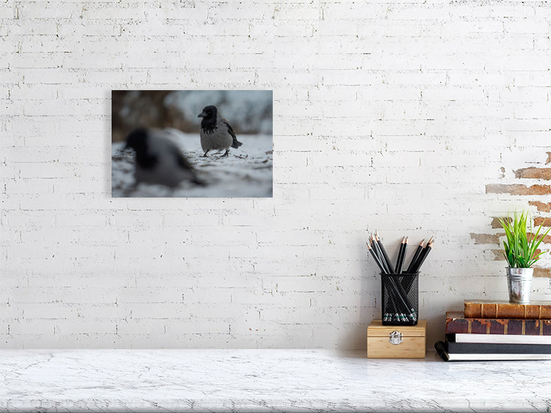 hooded crow print hanging on a white brick wall