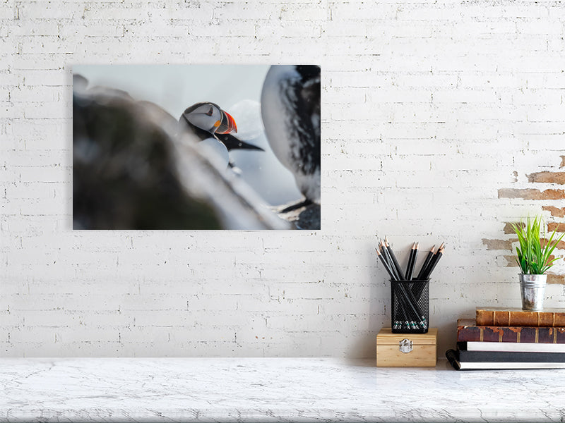 Puffin photograph on a white brick wall