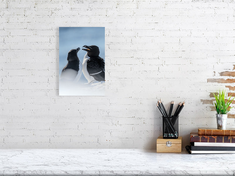 Razorbills in the snow, A4 sized print hanging on a white brick wall
