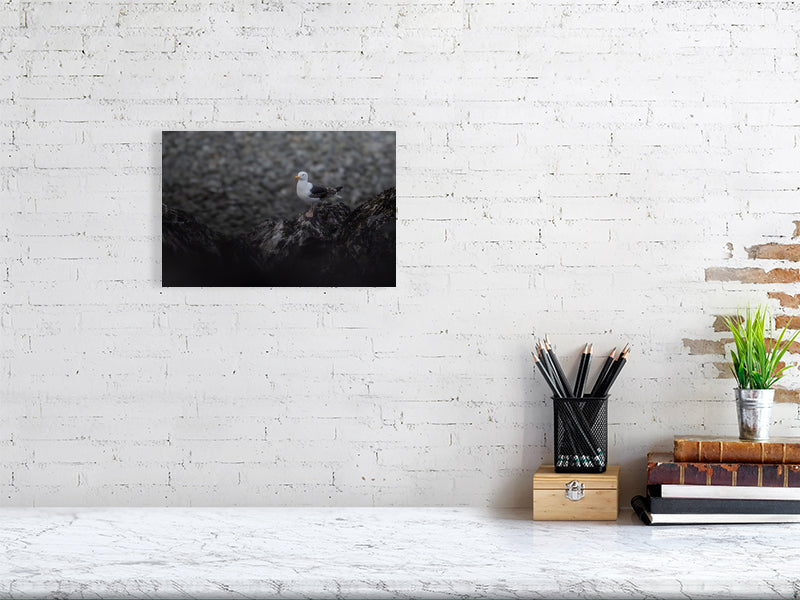 Great black backed gull print hanging on a white brick wall.