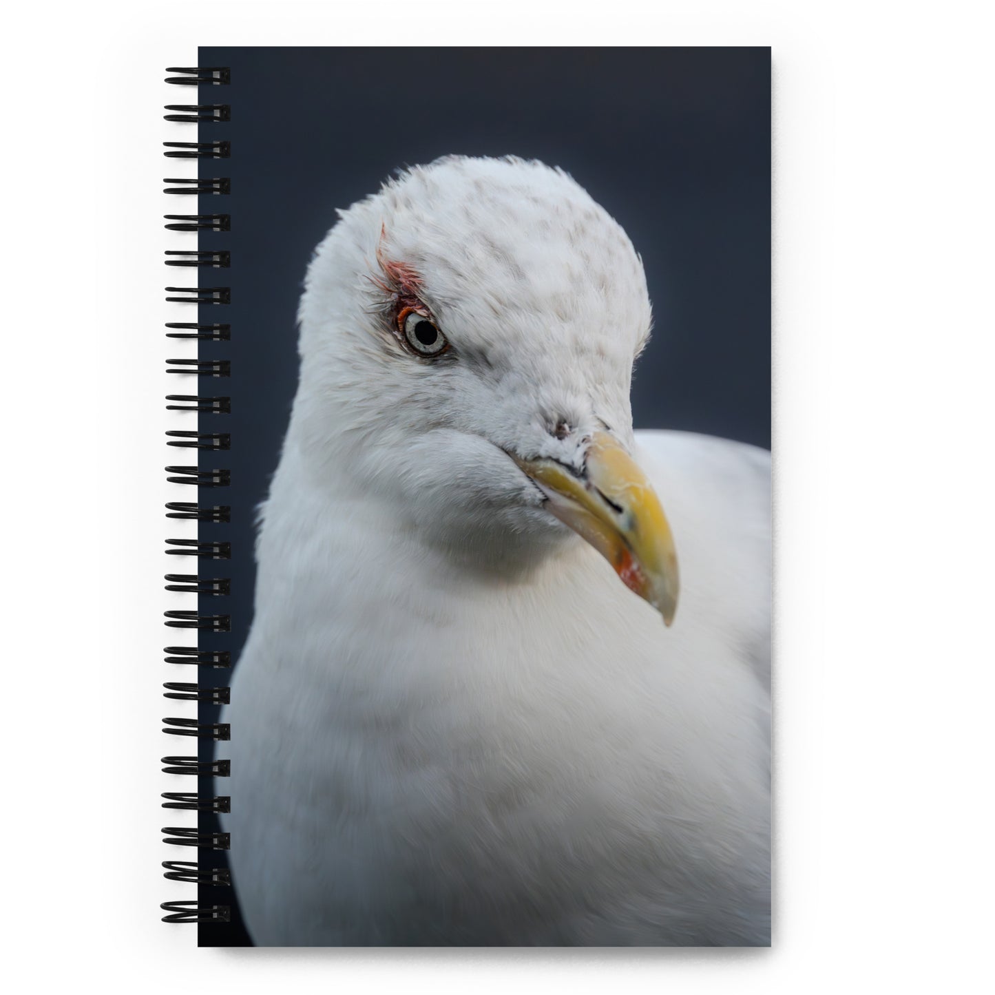 Herring Gull Gloria | Spiral notebook