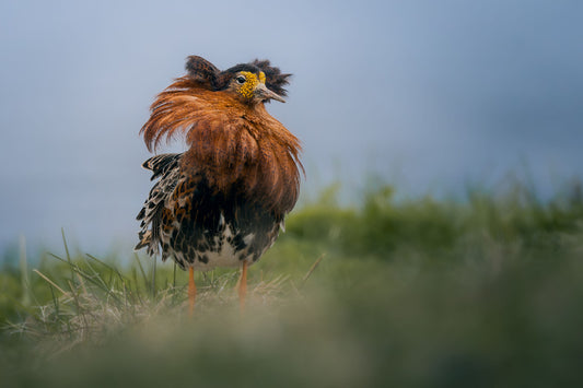 Male ruff with orange/brown neck feathers and yellow face, looking to the side of the screen with a stern expression. His belly feathers are a combo of white, black, and brown, and the feathers on his head are dark brown standing upwards. He's standing in grass, with a lake in the background.