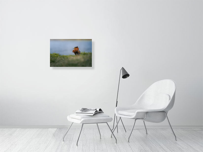 Ruff on a white wall