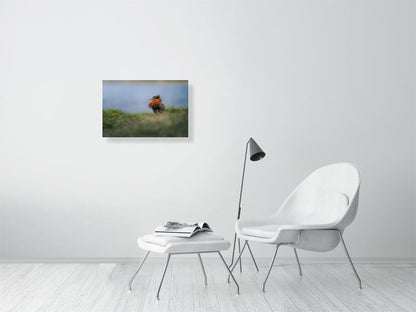 Ruff on a white wall