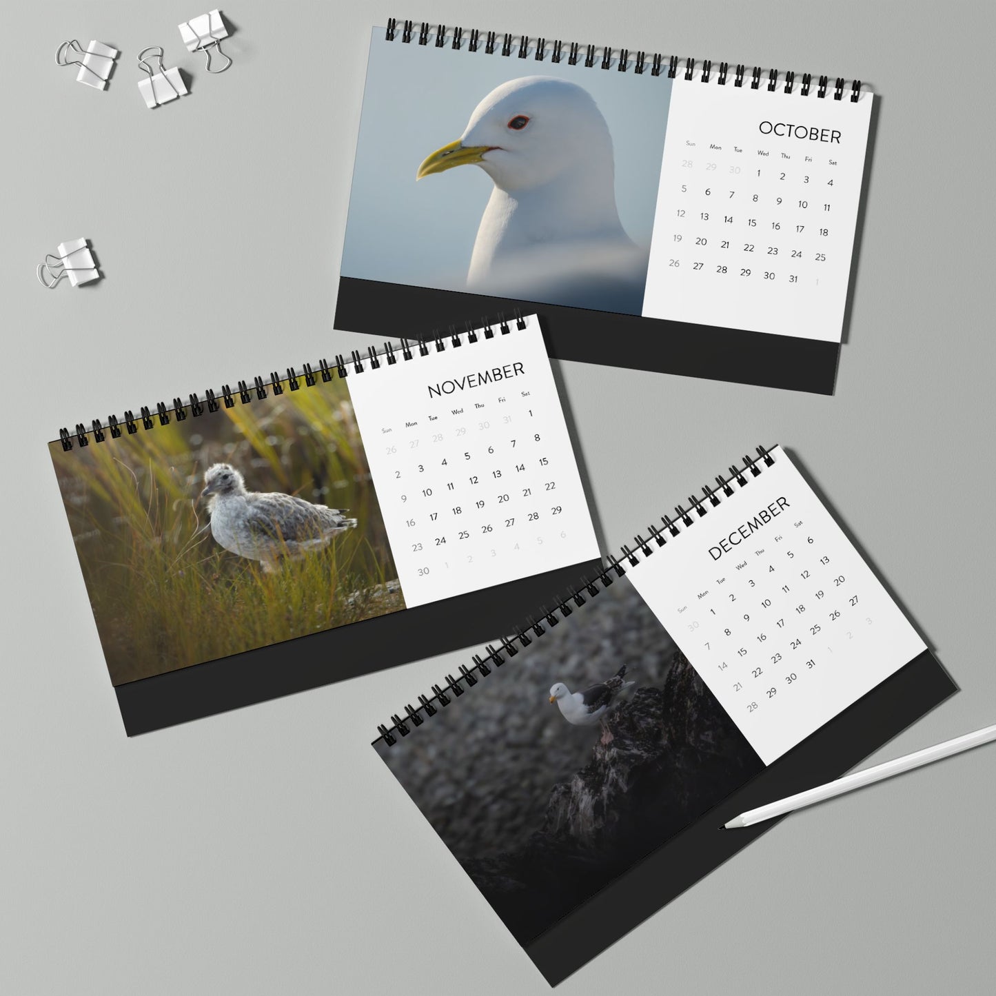 Gulls - 2025 Desktop Calendar