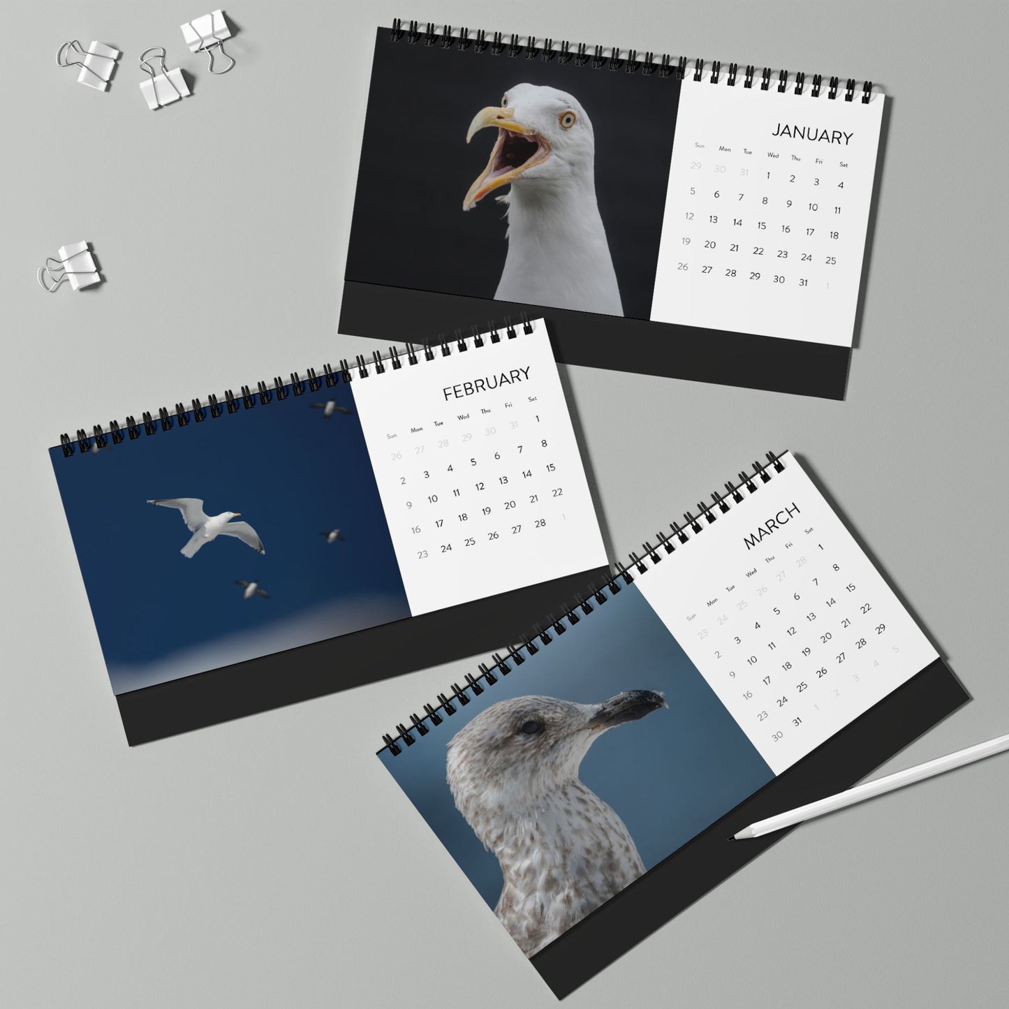 Gulls - 2025 Desktop Calendar