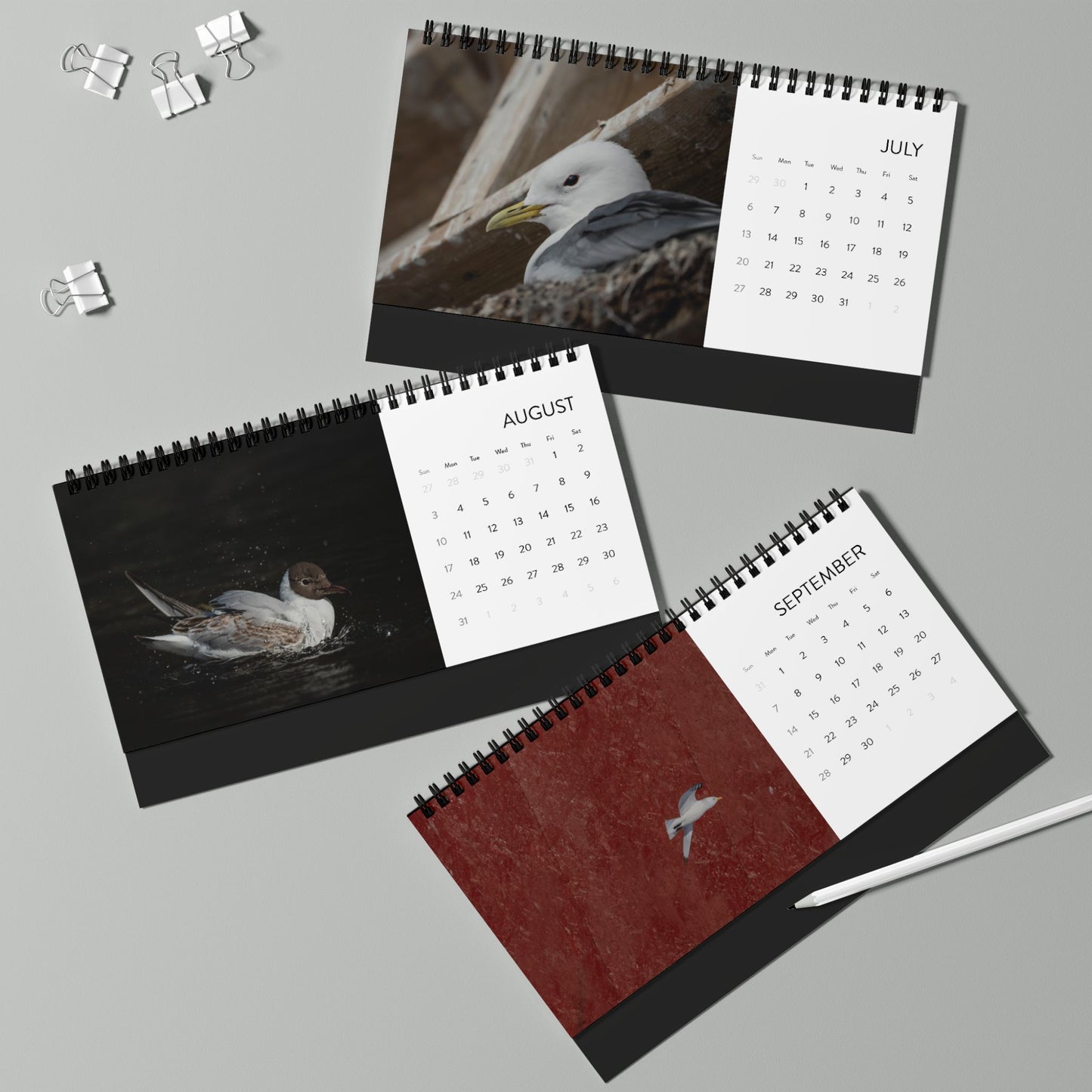 Gulls - 2025 Desktop Calendar